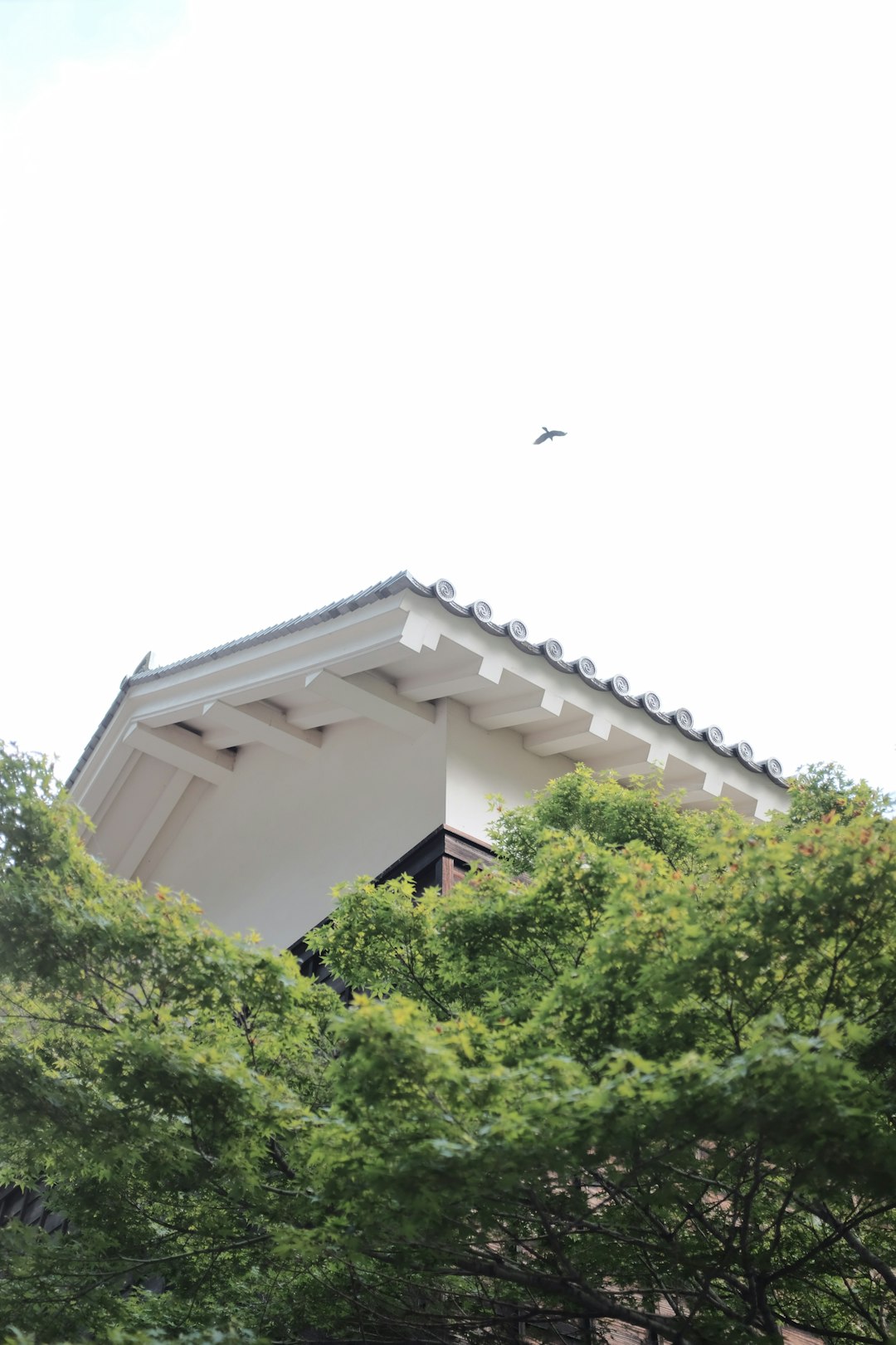 white concrete building with green trees