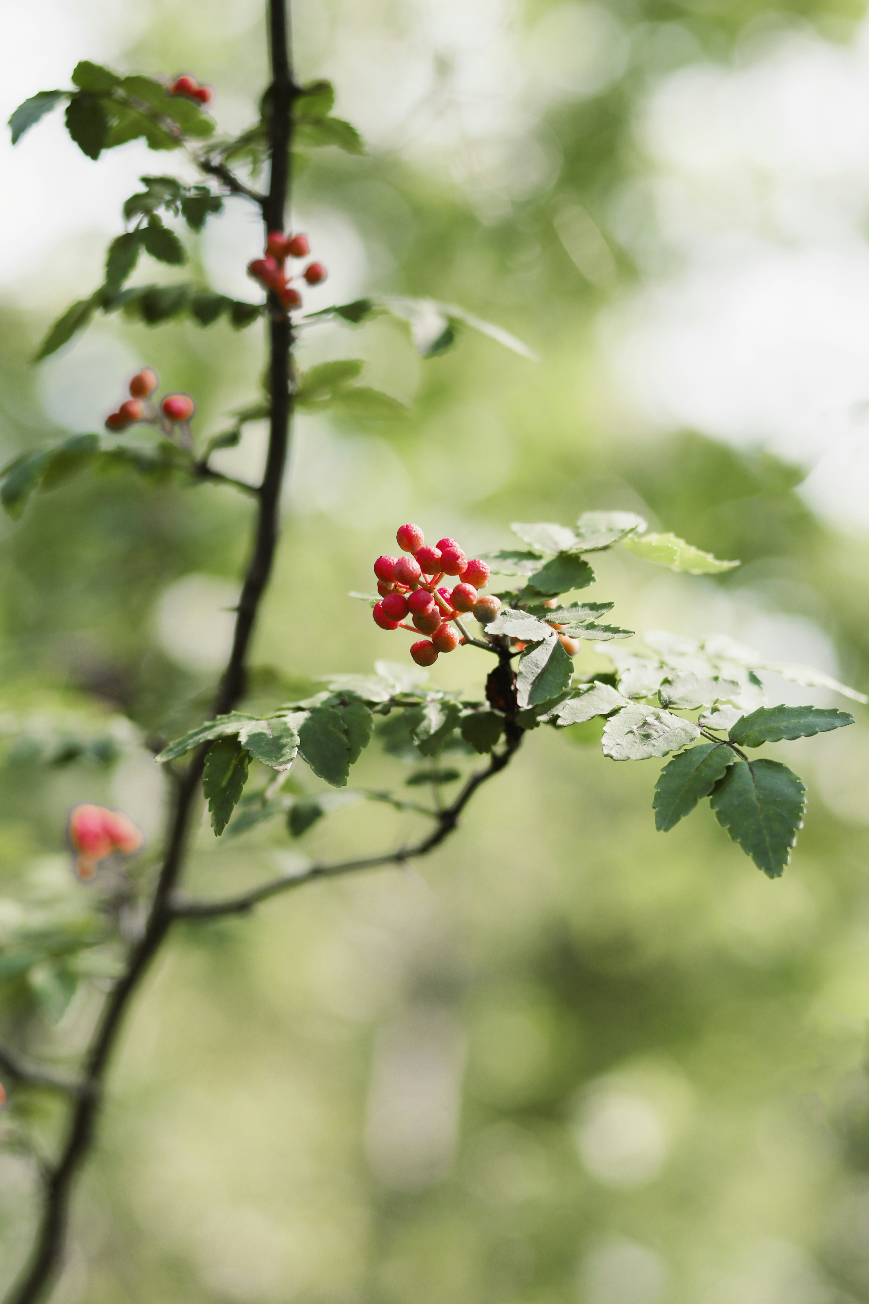 Photo by babybluecat