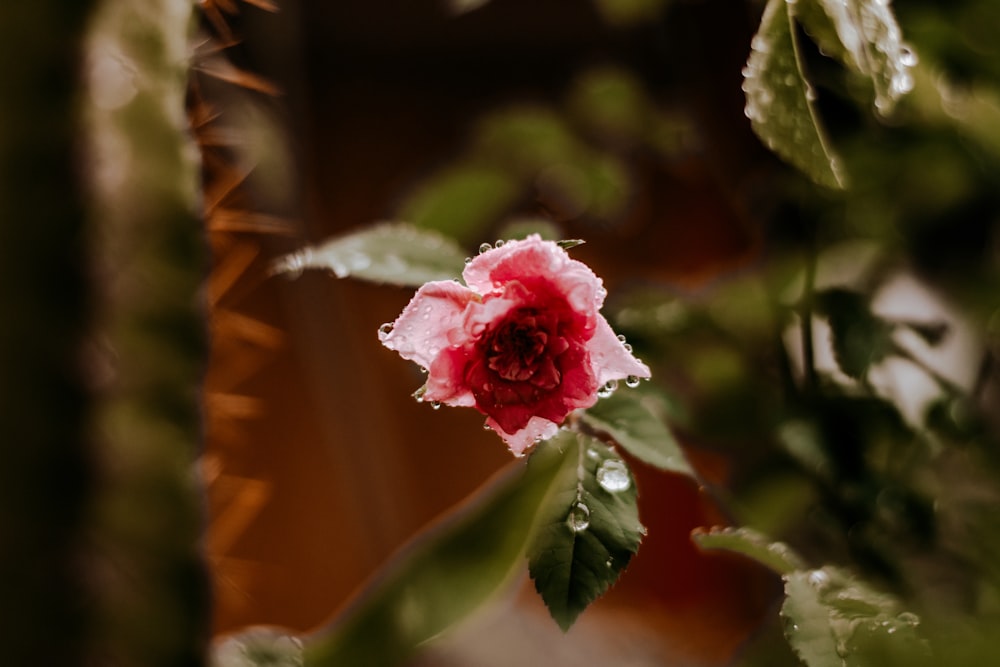 pink flower in tilt shift lens