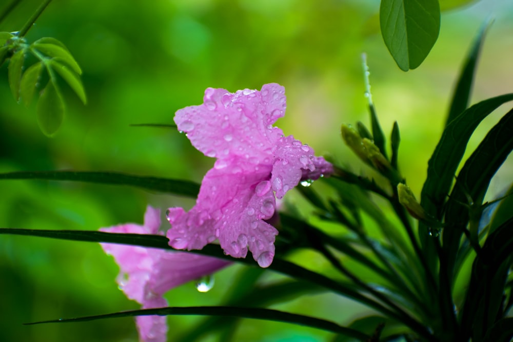 pink flower in tilt shift lens