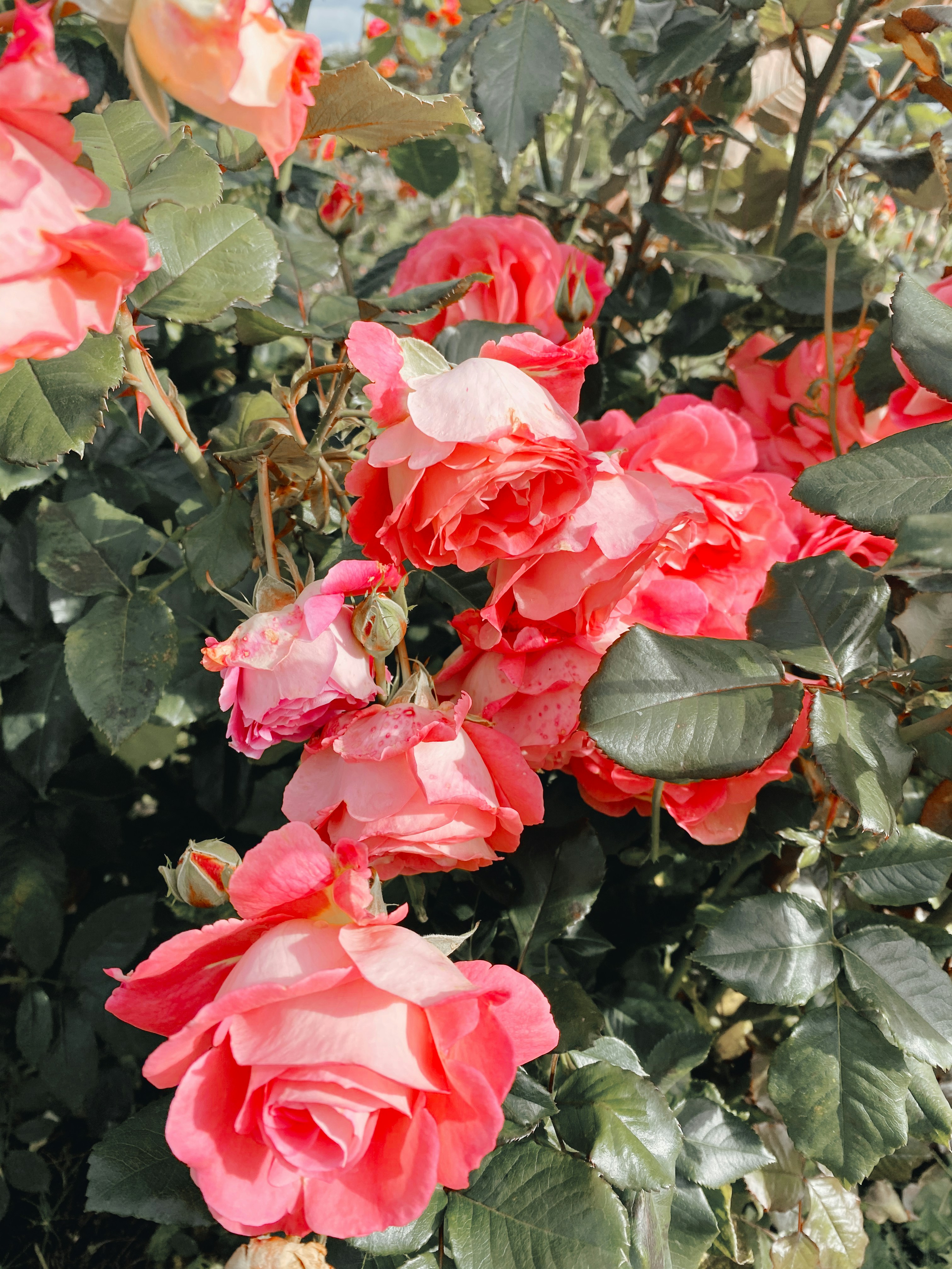 Photo by igor_dernovoy