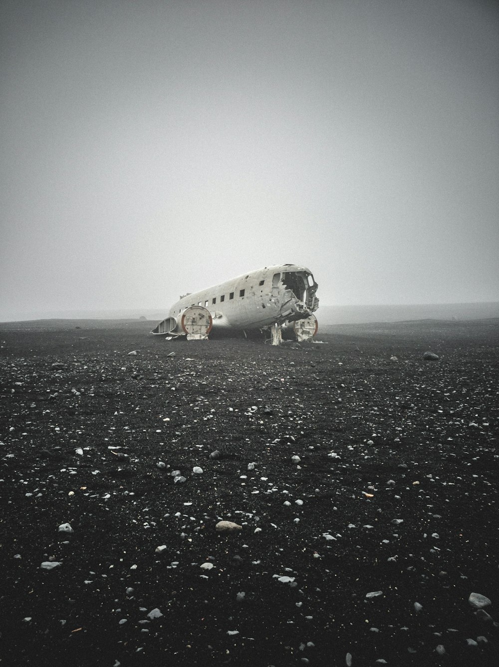 white and black cow on black sand during daytime