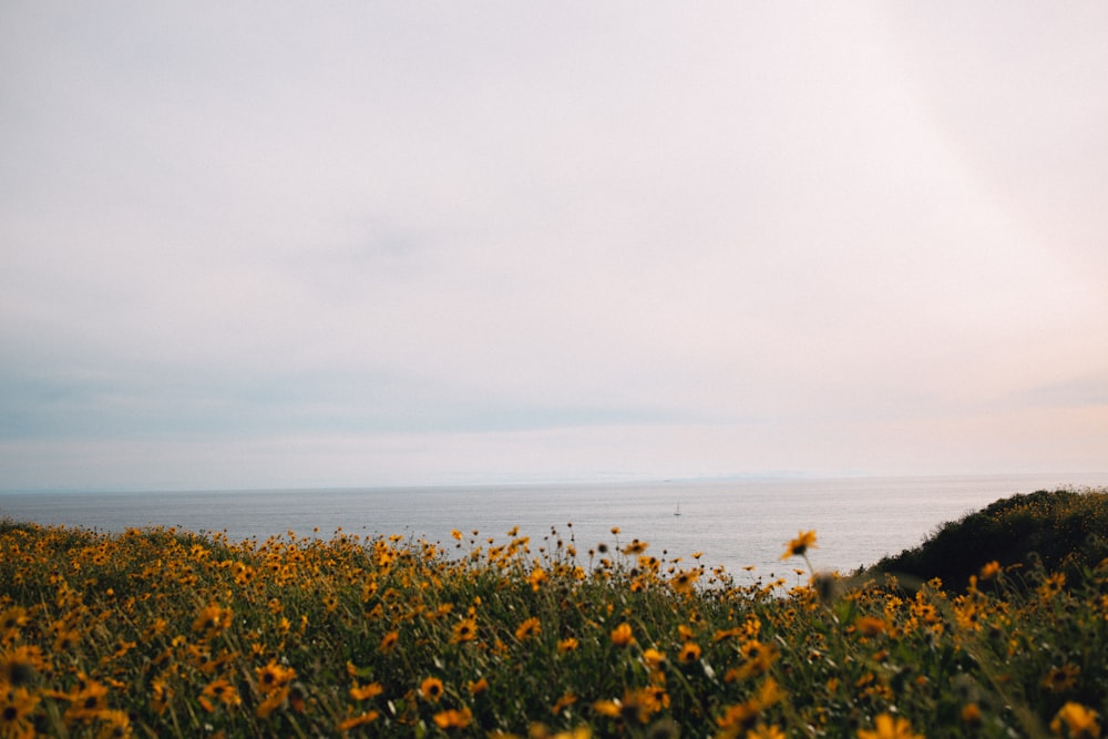 yellow flower field near sea during daytime