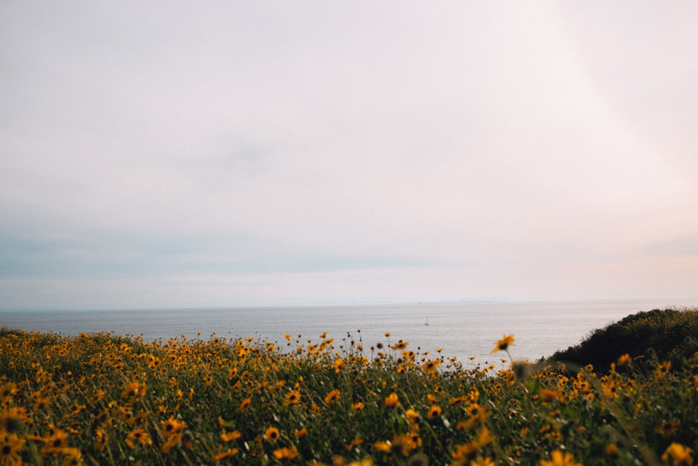 Campo de flores amarillas cerca del mar durante el día