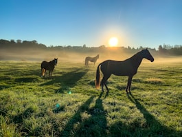 brown horse on green grass field during daytime