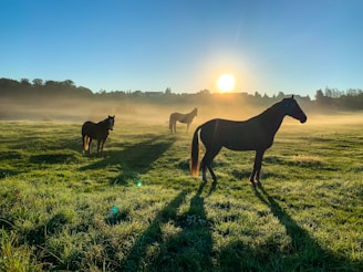 brown horse on green grass field during daytime