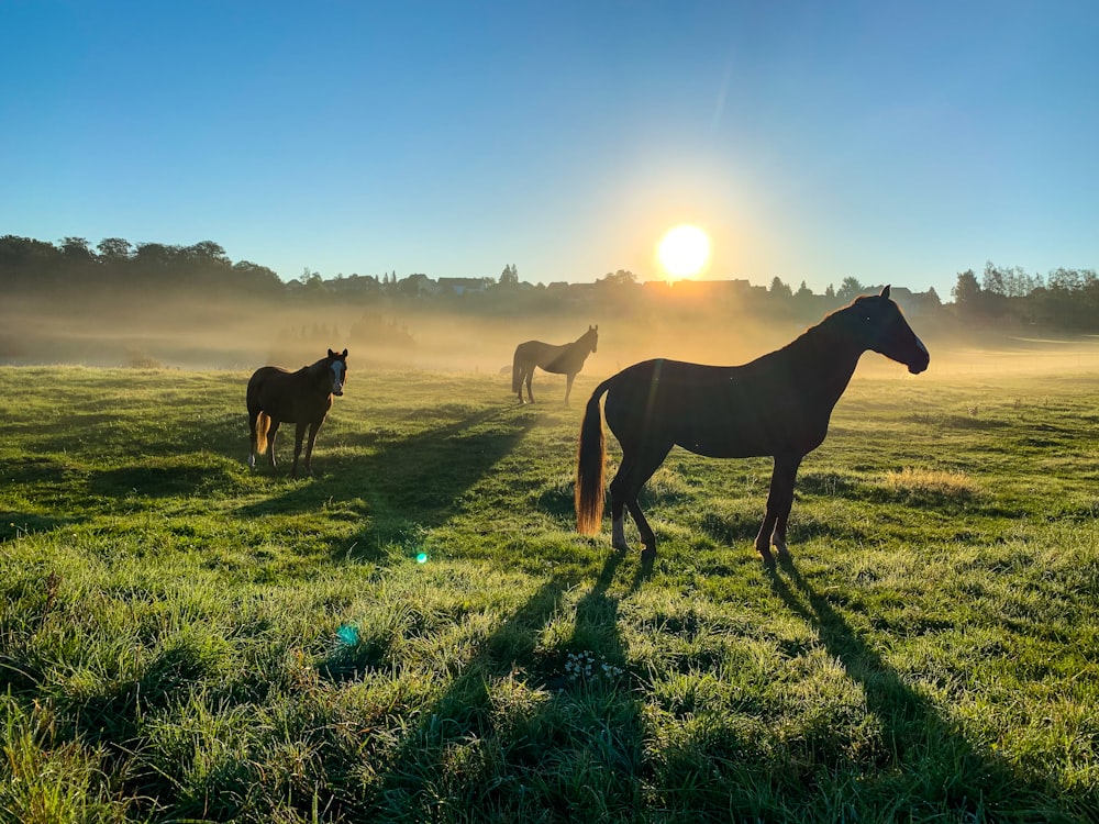 brown horse on green grass field during daytime