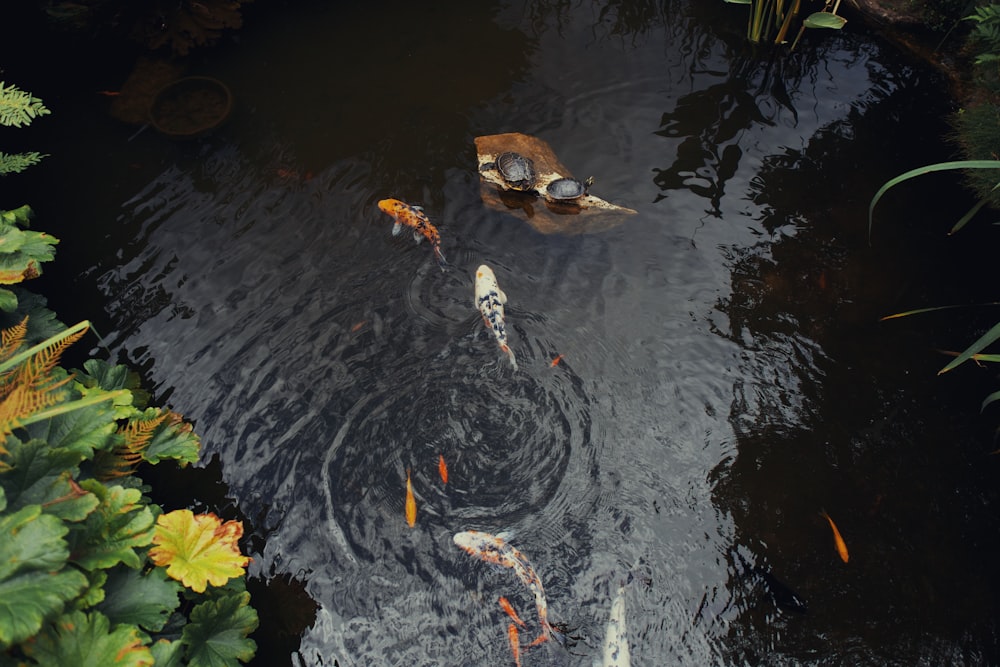 brown and white duck on water