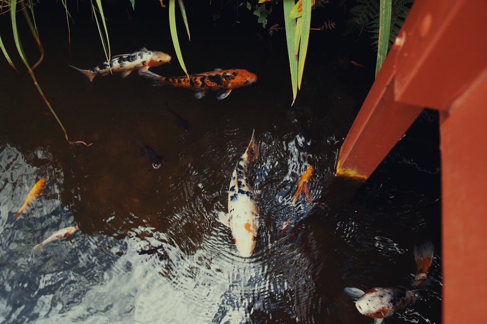 white and black fish on water