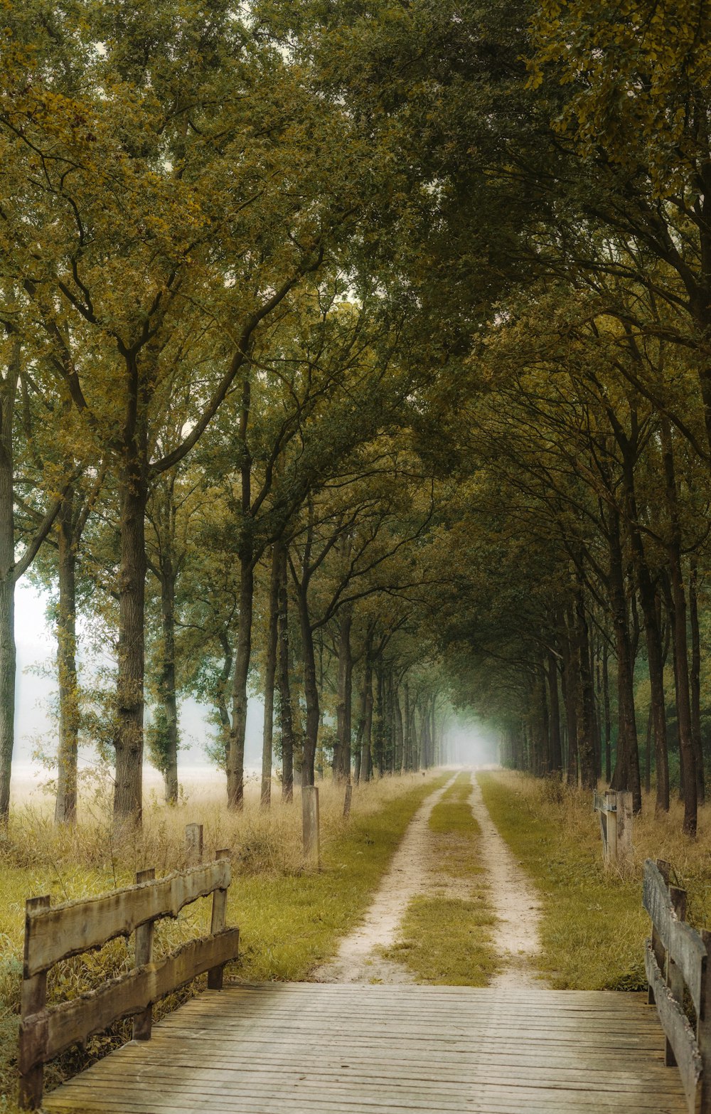 pathway between green trees during daytime