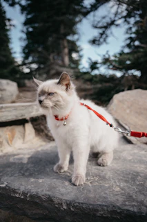 Adorable cat wearing a cozy, crafted pastel pink vest outdoors