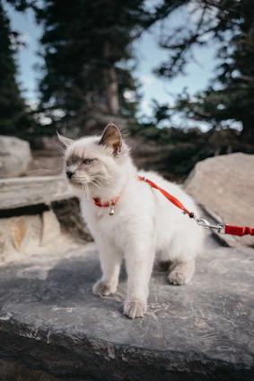 Adorable cat wearing a cozy, crafted pastel pink vest outdoors