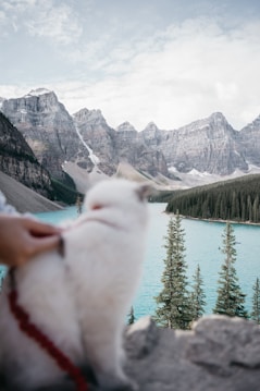 A fluffy white cat sits on a rocky outcrop overlooking a lake surrounded by pine trees and majestic mountains in the background. The cat is held on a red leash by an unseen person whose hand is visible. The sky is partly cloudy, providing a serene and picturesque setting.