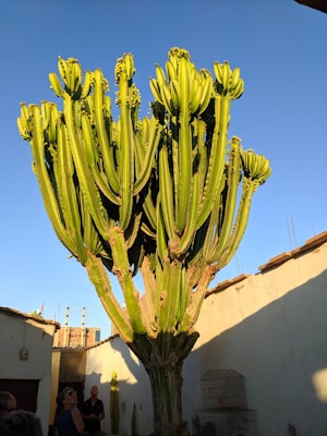 A large, tall cactus with multiple green branches is situated in a small courtyard surrounded by white walls. There are a few people standing around the cactus, some looking up at it. A birdcage without birds is placed near the base of the cactus. The sky is clear and blue, indicating good weather conditions. Buildings and rooftops are visible in the background.