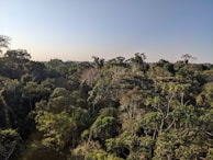 A dense tropical forest canopy with various green hues on trees and foliage, extending into the distance under a clear blue sky.