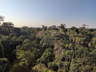 A dense tropical forest canopy with various green hues on trees and foliage, extending into the distance under a clear blue sky.