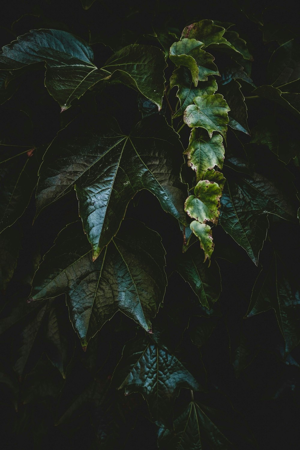 green leaves with water droplets