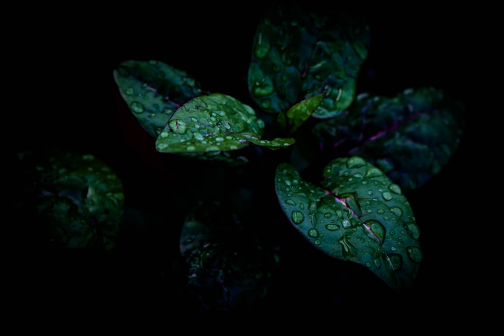 water droplets on green leaf