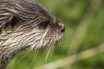 A close-up profile of an otter displaying its wet fur and long whiskers, set against a blurred natural green background.
