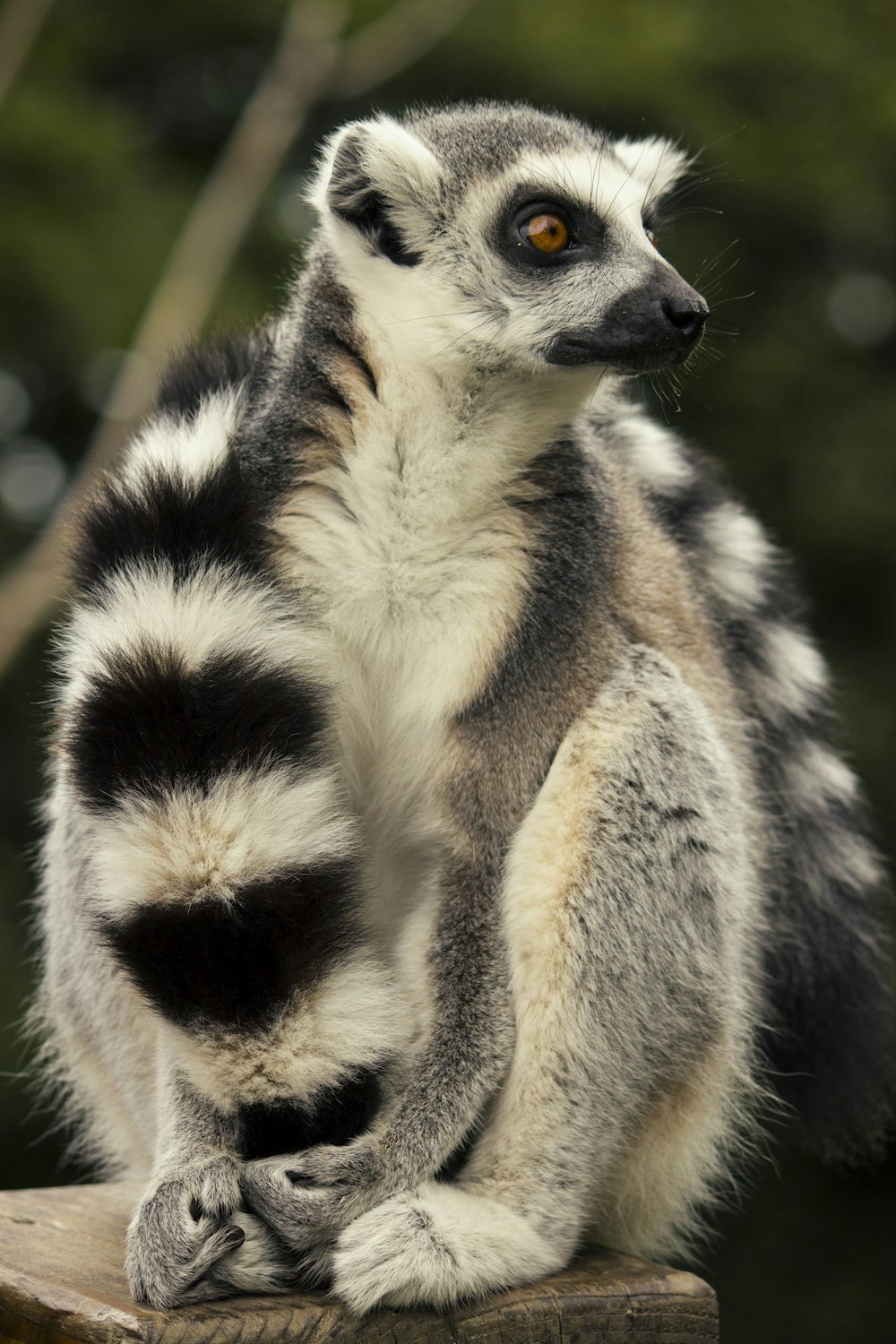 白と黒のシマウマの動物