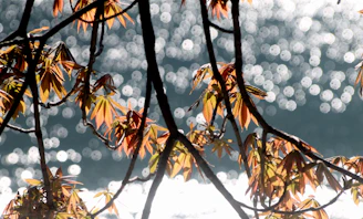 Sunlight filtering through fresh green leaves symbolizing new growth.