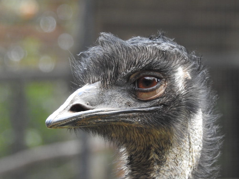 Cabeza de avestruz marrón en lente de cambio de inclinación