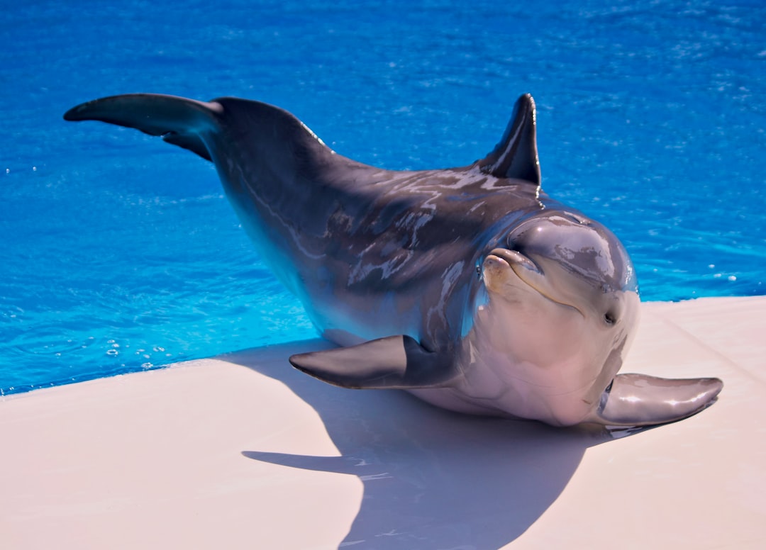  gray dolphin on white surface dolphin