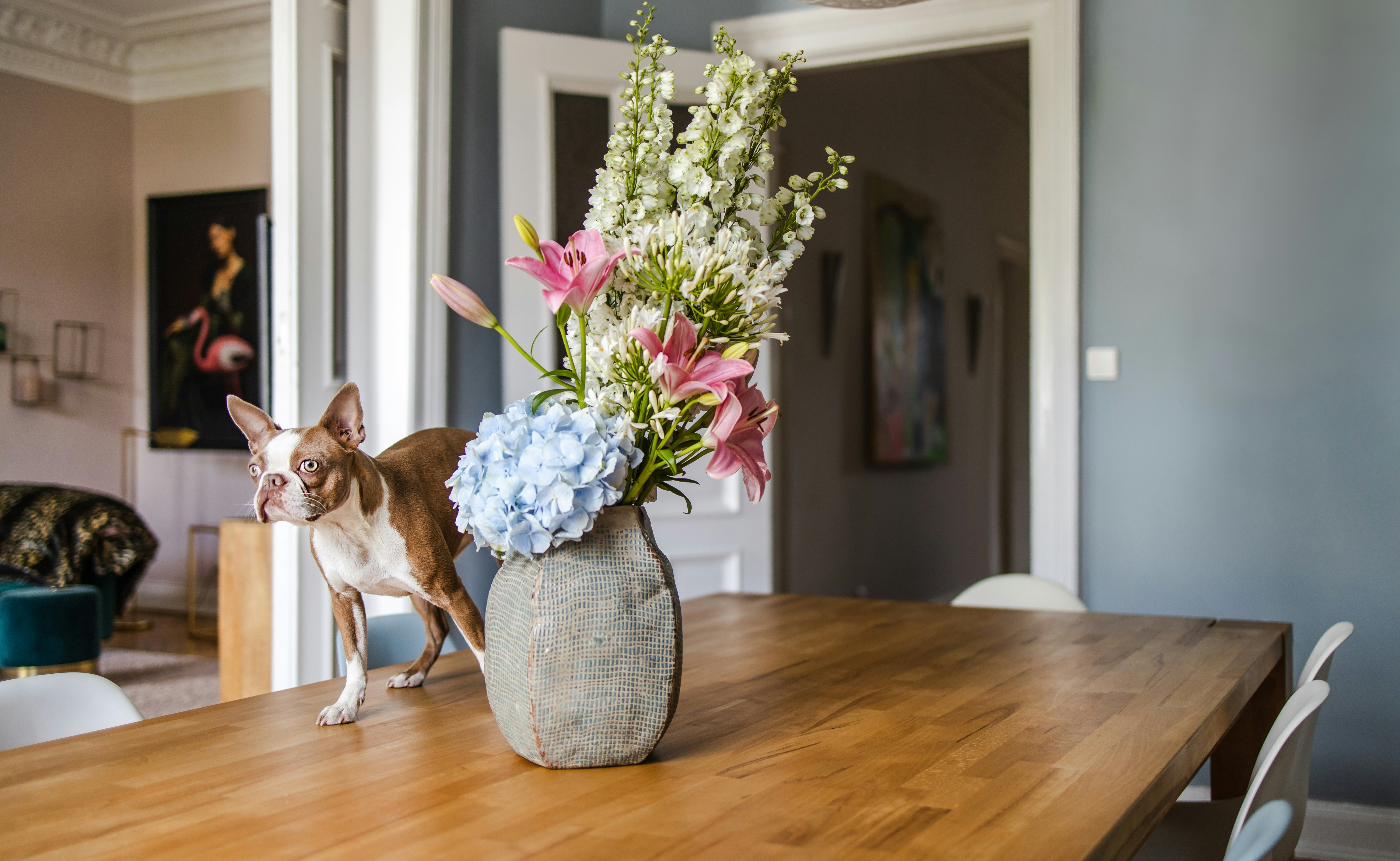 A little dog on top of a solid wood table.