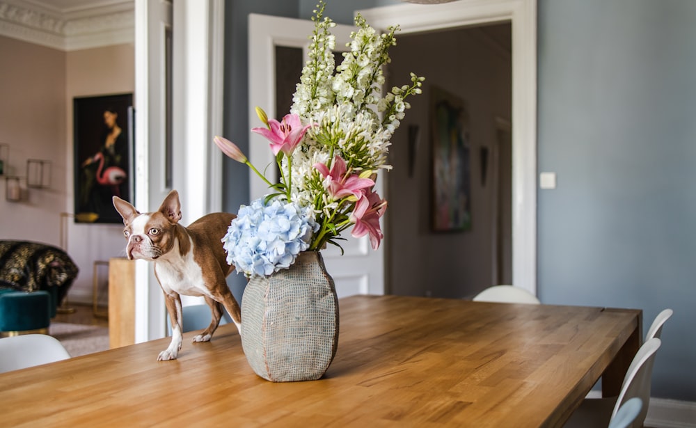 brown and white short coated dog on brown wooden table