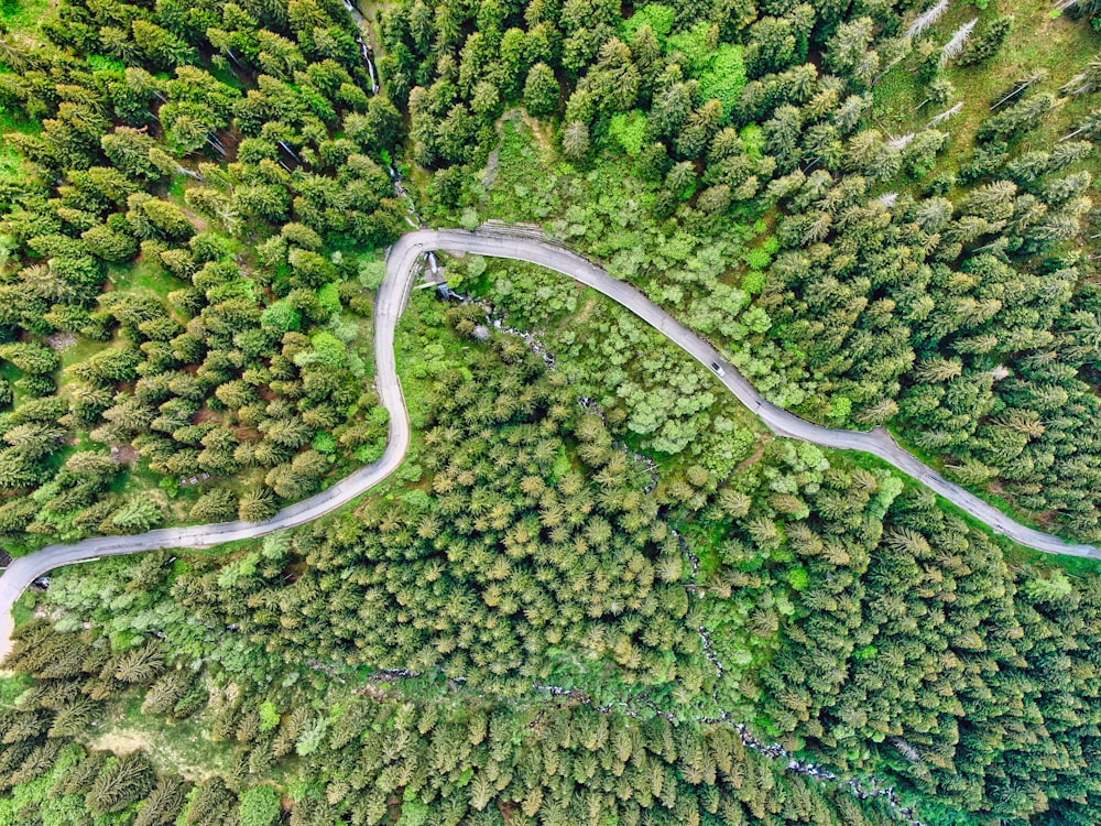 aerial view of green trees