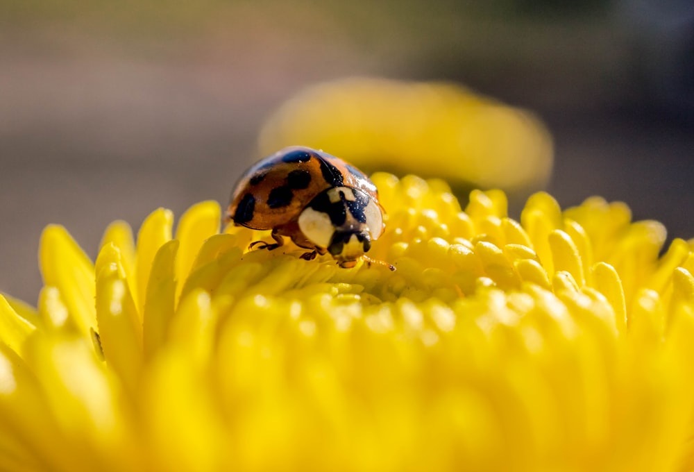 black and orange ladybug on yellow flower