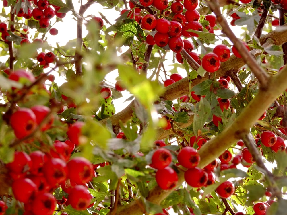 red round fruits on tree during daytime