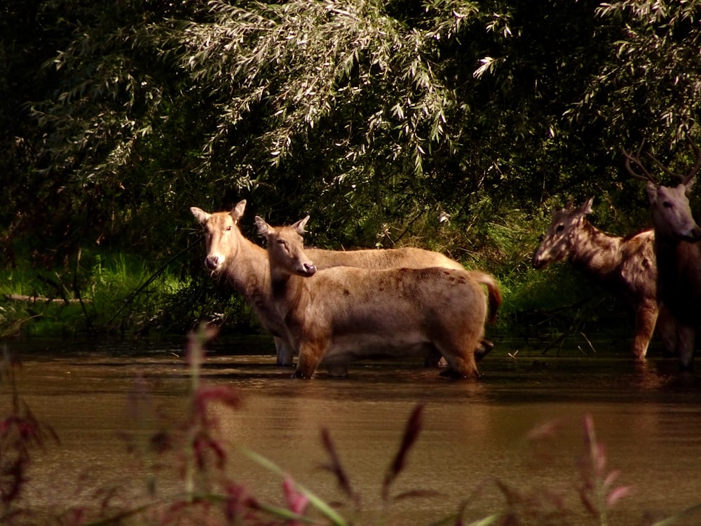 brown deer on river during daytime