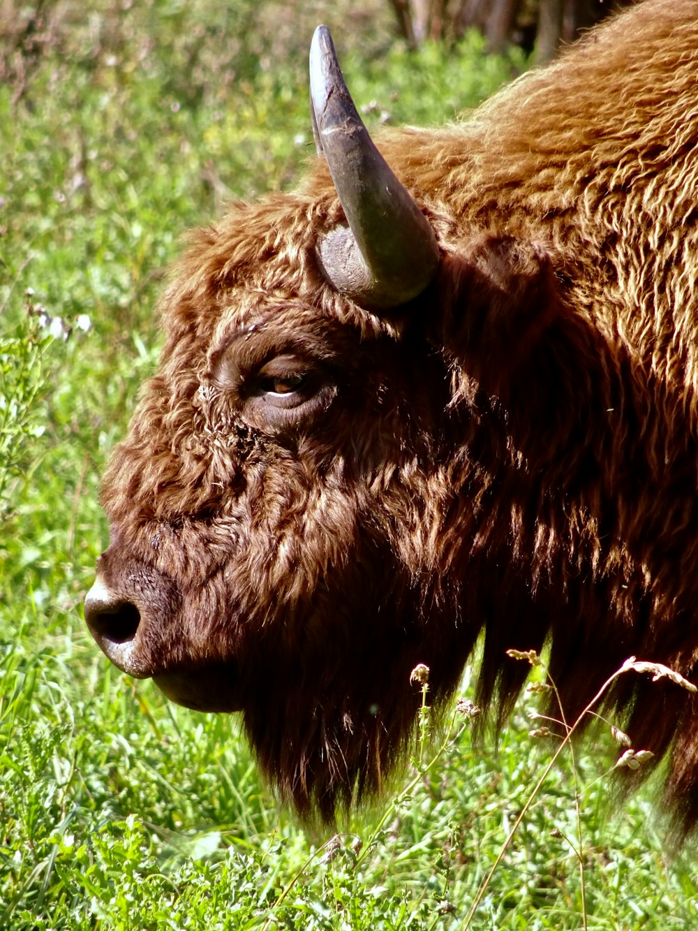 brown bison on green grass field during daytime