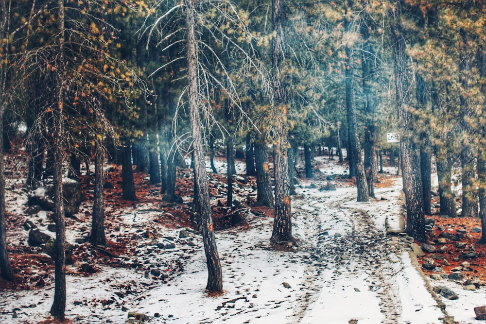 brown trees on snow covered ground during daytime