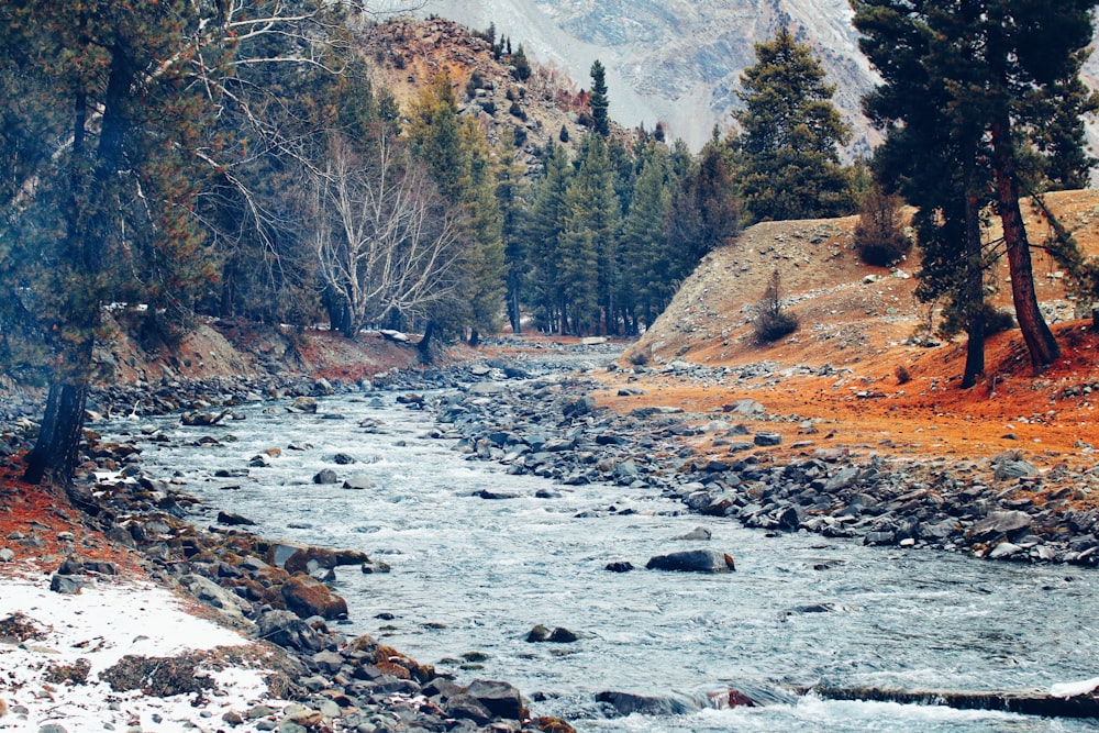 brown trees near river during daytime