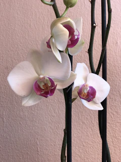 Close-up of elegant white orchids arranged with gold accents in a modern showroom