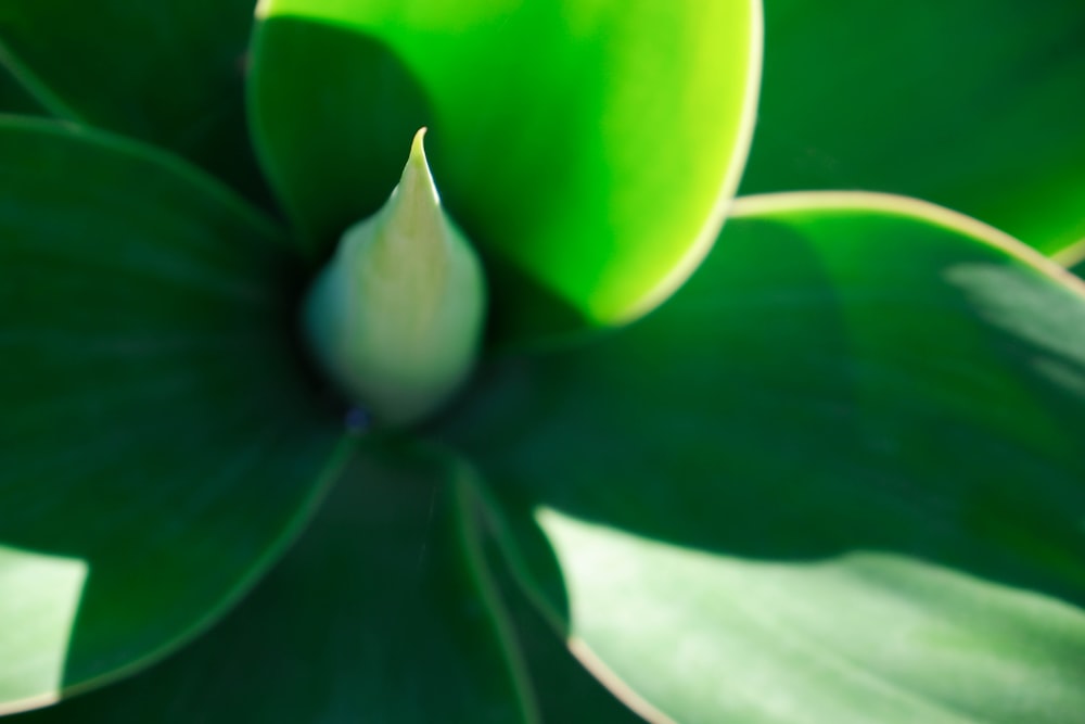 green flower bud in close up photography