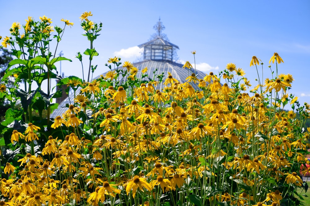 yellow flower field near white concrete building under blue sky during daytime