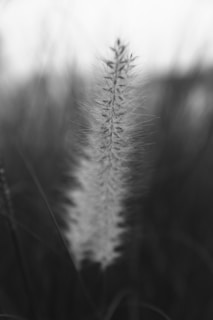A close-up of high-quality foxtail nuts.