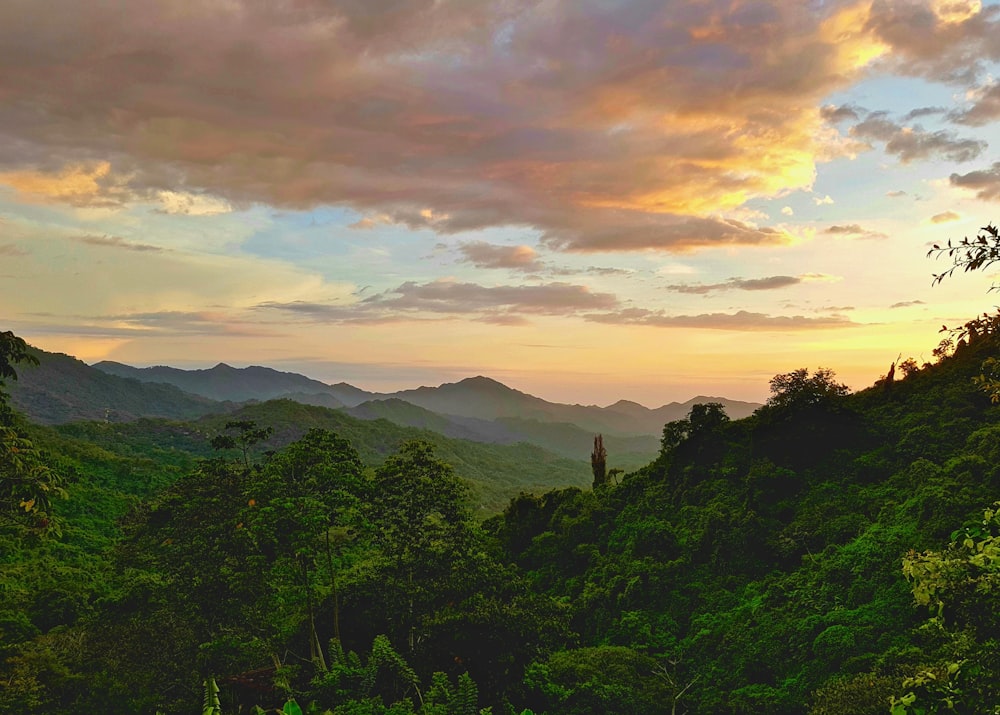 Grüne Bäume und Berge bei Sonnenuntergang