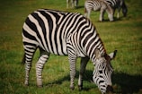 A zebra with distinctive black and white stripes grazes on a lush, green grass field. In the background, several other zebras are also grazing, suggesting a natural and peaceful setting.