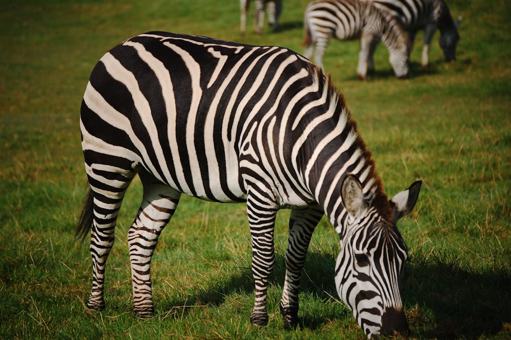 zebra standing on green grass during daytime