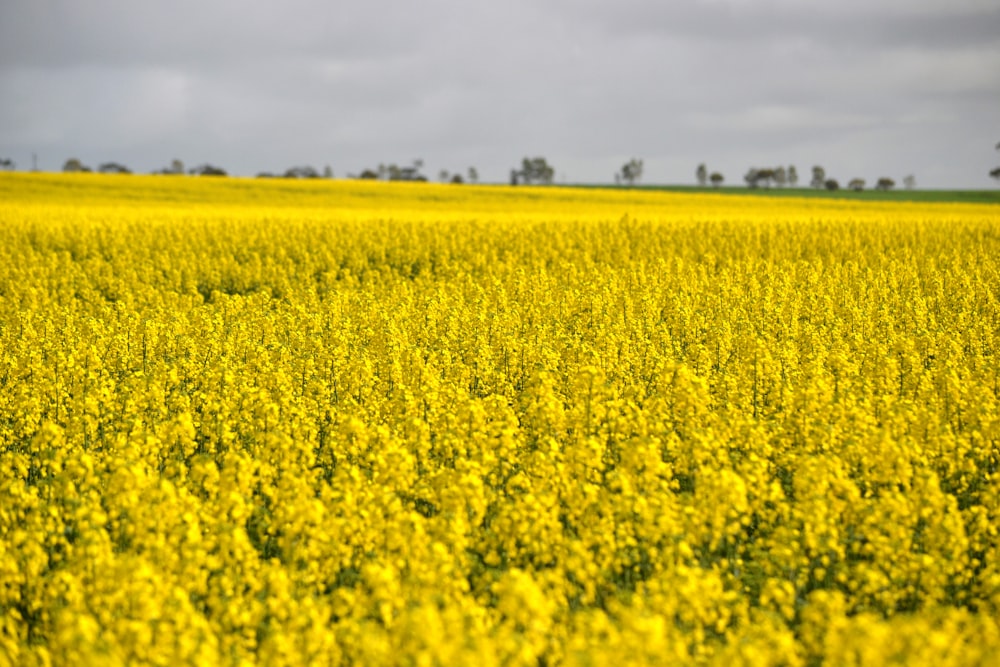 yellow flower field under white clouds during daytime