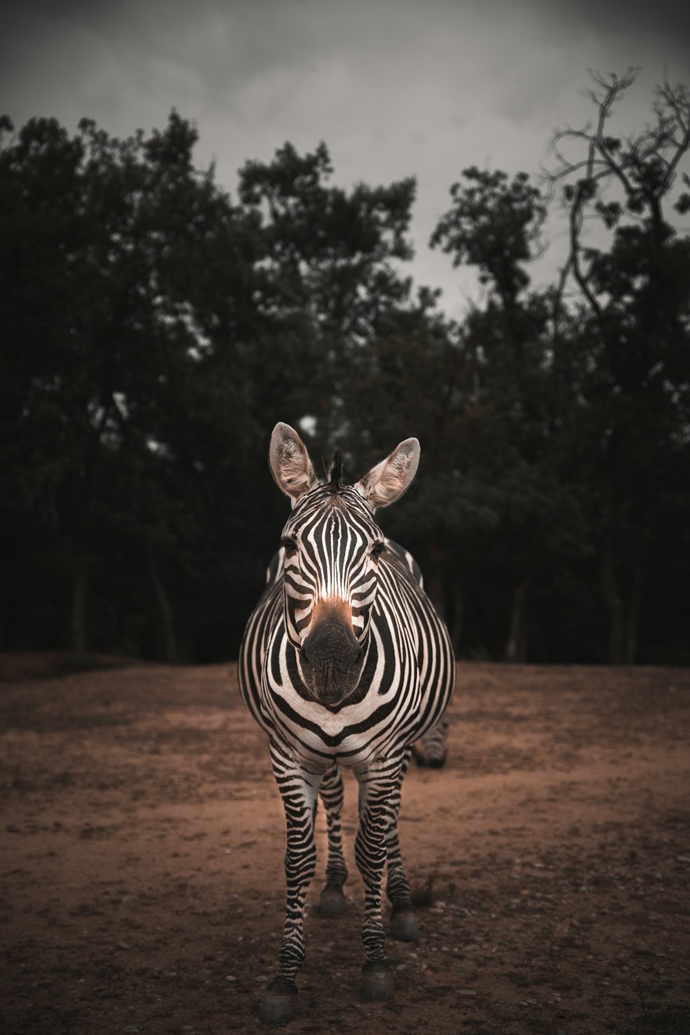 Zebra in piedi sul suolo marrone durante il giorno