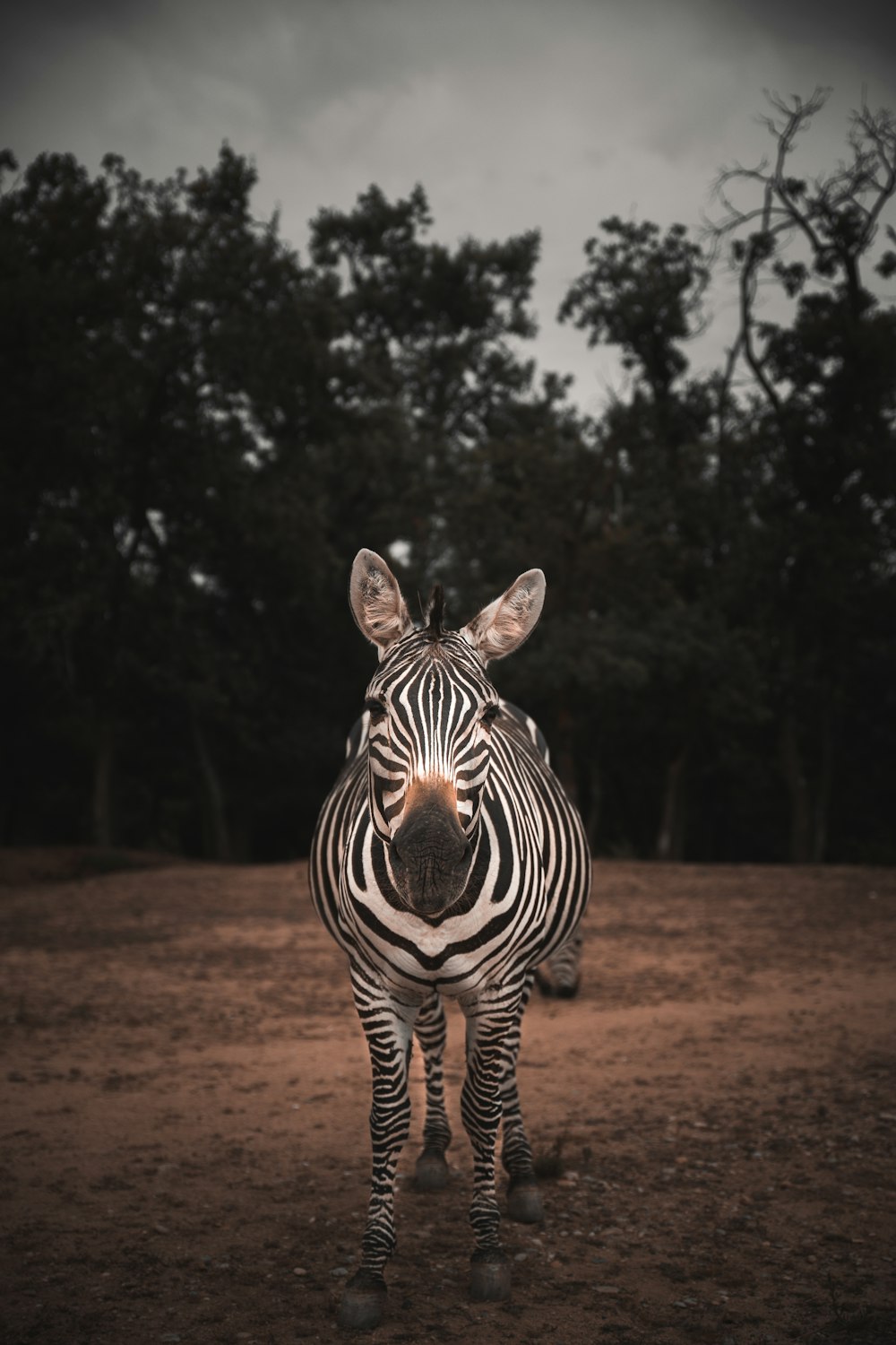 zebra standing on brown soil during daytime