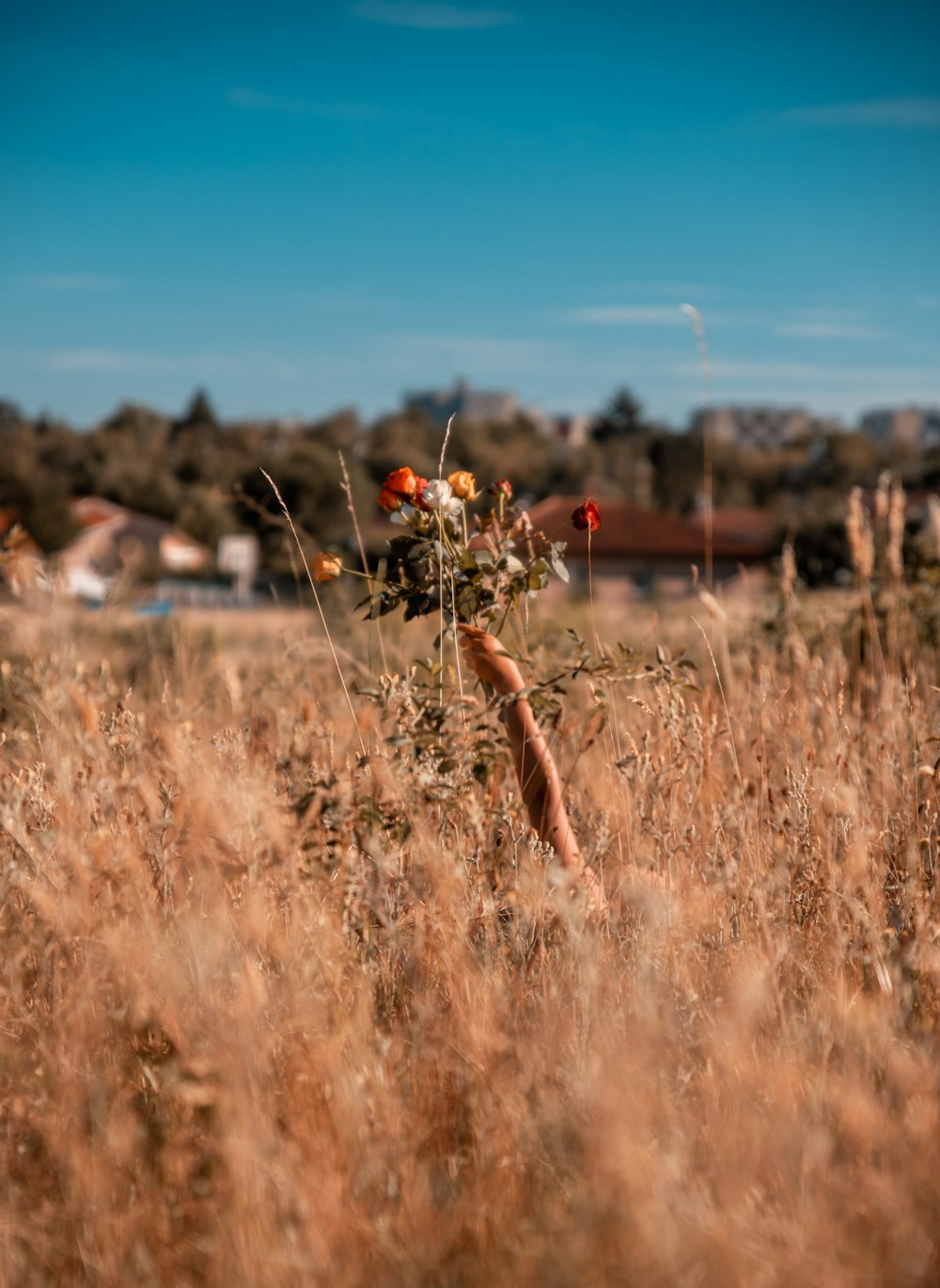 red flowers on brown grass field during daytime