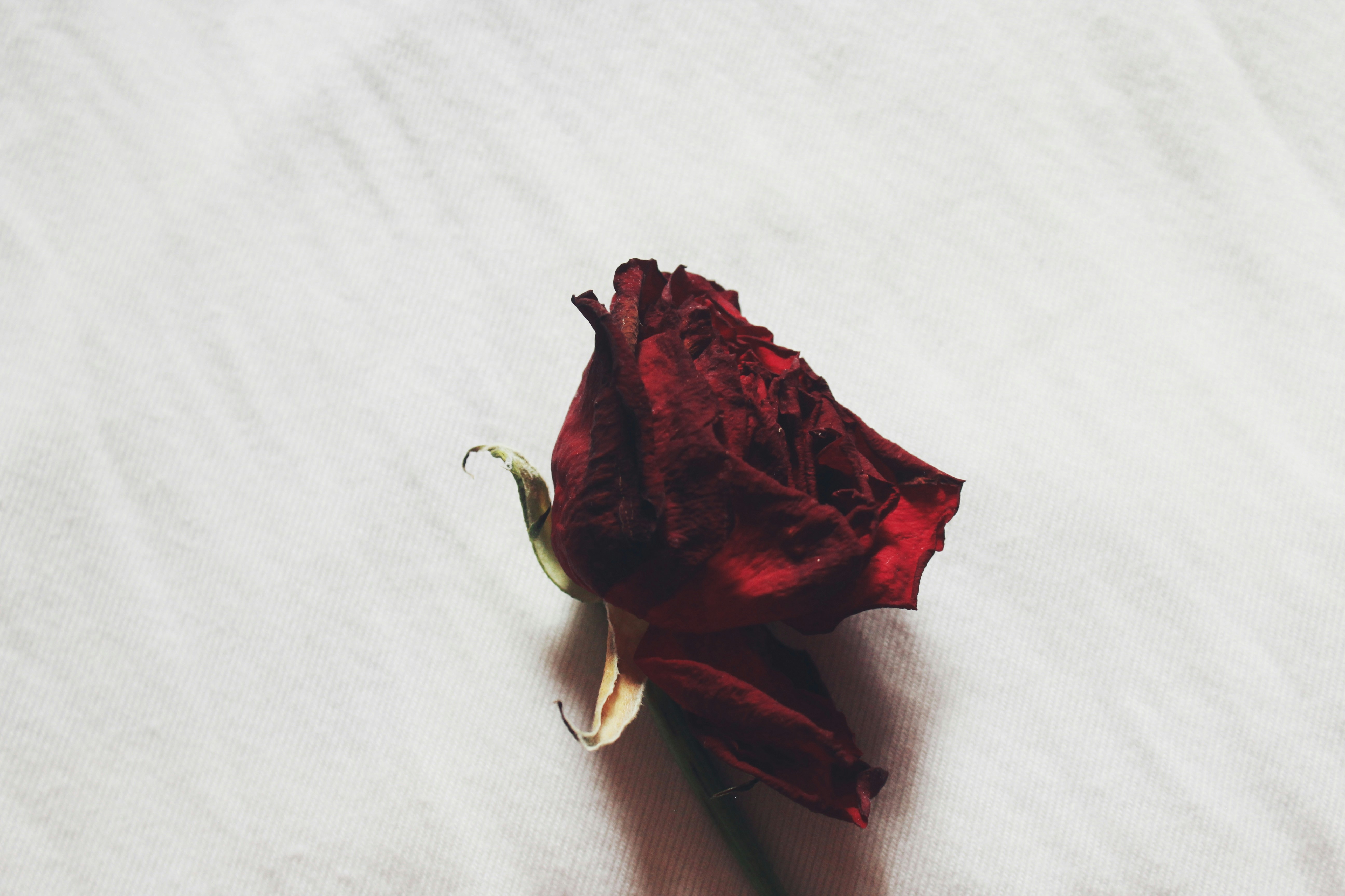 ROSES | 66 best free rose, flower, plant and blossom photos on Unsplash