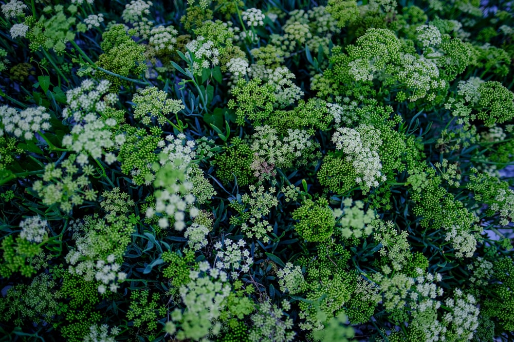 white and green flower plants