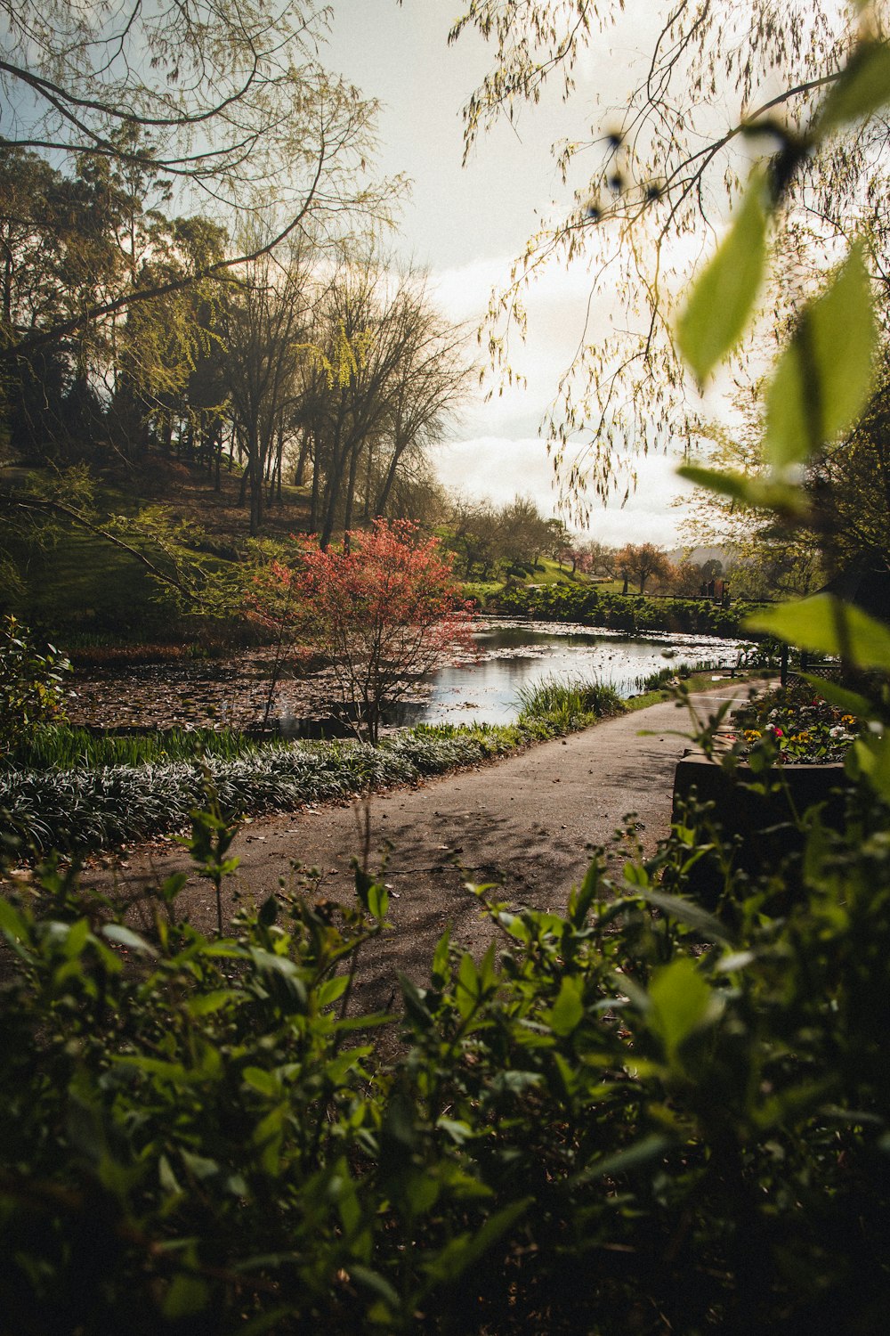 green trees beside river during daytime